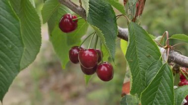 Yakın çekim Dalians 'ın ünlü kirazları olgunlaşmak üzere.