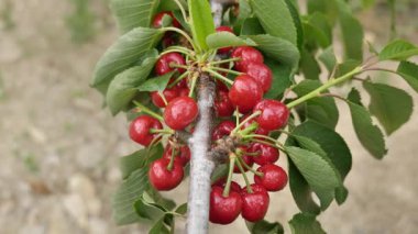 Yakın çekim Dalians 'ın ünlü kirazları olgunlaşmak üzere.