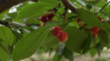 Yakın çekim Dalians 'ın ünlü kirazları olgunlaşmak üzere.