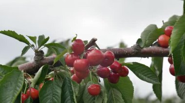 Yakın çekim Dalians 'ın ünlü kirazları olgunlaşmak üzere.