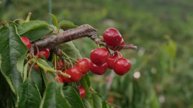 Yakın çekim Dalians 'ın ünlü kirazları olgunlaşmak üzere.