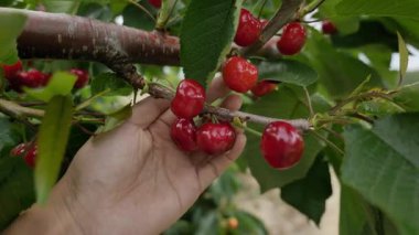 Yakın çekim Dalians 'ın ünlü kirazları olgunlaşmak üzere.