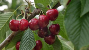 Yakın çekim Dalians 'ın ünlü kirazları olgunlaşmak üzere.