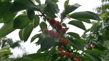 Yakın çekim Dalians 'ın ünlü kirazları olgunlaşmak üzere.