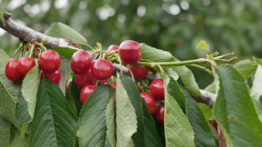 Yakın çekim Dalians 'ın ünlü kirazları olgunlaşmak üzere.