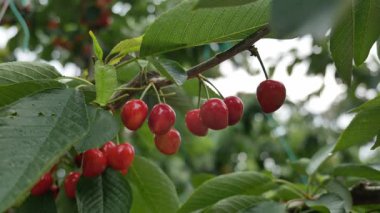 Yakın çekim Dalians 'ın ünlü kirazları olgunlaşmak üzere.