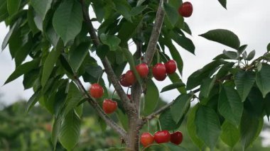 Yakın çekim Dalians 'ın ünlü kirazları olgunlaşmak üzere.