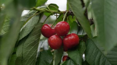 Yakın çekim Dalians 'ın ünlü kirazları olgunlaşmak üzere.
