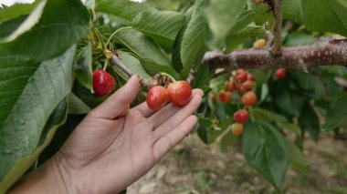 Yakın çekim Dalians 'ın ünlü kirazları olgunlaşmak üzere.