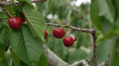 Yakın çekim Dalians 'ın ünlü kirazları olgunlaşmak üzere.