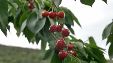 Yakın çekim Dalians 'ın ünlü kirazları olgunlaşmak üzere.