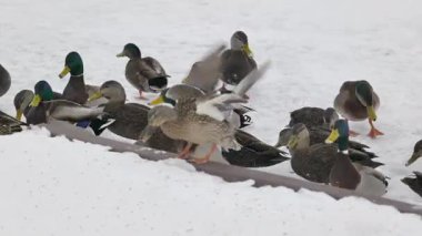 Kış göletindeki yaban ördeklerini yakından çek. Prens Edward Adası Kanada Yüksek kalite 4K görüntü