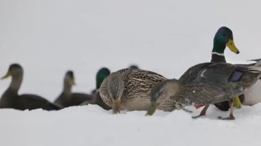 Kış göletindeki yaban ördeklerini yakından çek. Prens Edward Adası Kanada Yüksek kalite 4K görüntü