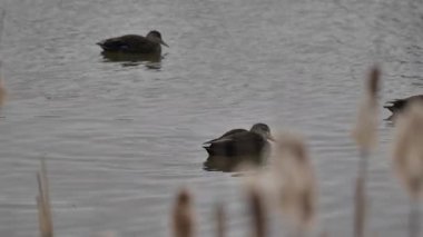 Kış göletindeki yaban ördeklerini yakından çek. Prens Edward Adası Kanada Yüksek kalite 4K görüntü