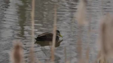 Kış göletindeki yaban ördeklerini yakından çek. Prens Edward Adası Kanada Yüksek kalite 4K görüntü