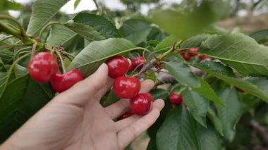 İki kirazın yakın plan çekimi. Yüksek kalite fotoğraf