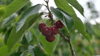 Yakın çekim Dalians 'ın ünlü kirazları olgunlaşmak üzere.