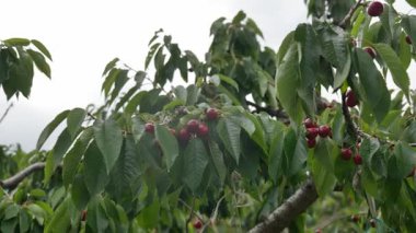 Yakın çekim Dalians 'ın ünlü kirazları olgunlaşmak üzere.