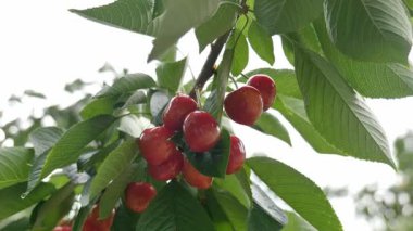 Yakın çekim Dalians 'ın ünlü kirazları olgunlaşmak üzere.