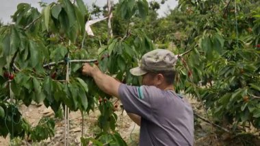 Çiftçilerin Dalian 'da kiraz topladığı görüntüler. Yüksek kalite 4k görüntü
