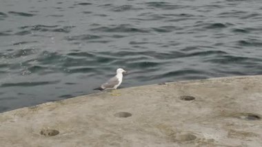 Slow Motion: Büyük Martı Sürüsü Dalian Sahili üzerinde uçuyor, Sunset, 4K. Yüksek kalite 4k görüntü