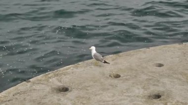 Slow Motion: Büyük Martı Sürüsü Dalian Sahili üzerinde uçuyor, Sunset, 4K. Yüksek kalite 4k görüntü