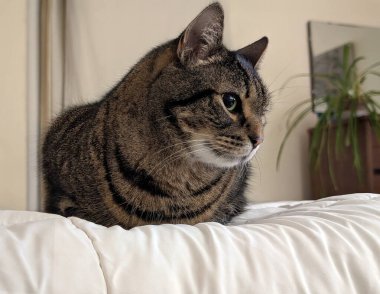 Kapalı mekan ışıklarının altında beyaz bir yatak örtüsünün üzerinde dinlenen tekir bir kedinin yakın çekimi. Gece sıcacık tonlarda ve sığ alan derinliğinde sessiz bir evde yakalandılar..