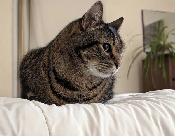 Kapalı mekan ışıklarının altında beyaz bir yatak örtüsünün üzerinde dinlenen tekir bir kedinin yakın çekimi. Gece sıcacık tonlarda ve sığ alan derinliğinde sessiz bir evde yakalandılar..