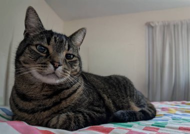 Güzel kahverengi ve siyah tekir kedinin renkli kareli yatak örtüsünün üzerinde huzur içinde dinlenen göz hizasında bir portresi. Kedi, yumuşak, bulanık bir arka plan, tarafsız duvarlar ve beyaz perdelerle donatılmış, özenli ama rahat bir ifadeye sahiptir..