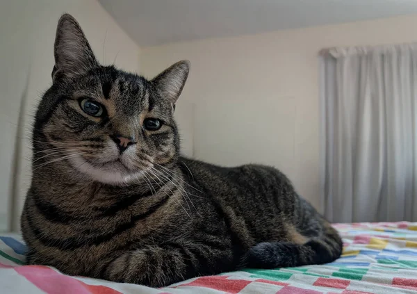 Güzel kahverengi ve siyah tekir kedinin renkli kareli yatak örtüsünün üzerinde huzur içinde dinlenen göz hizasında bir portresi. Kedi, yumuşak, bulanık bir arka plan, tarafsız duvarlar ve beyaz perdelerle donatılmış, özenli ama rahat bir ifadeye sahiptir..