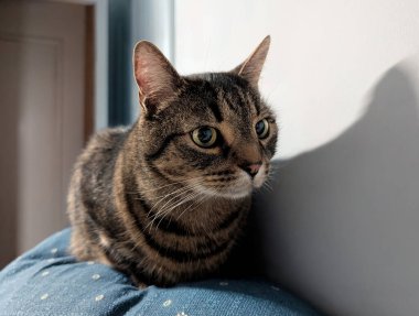 Kapalı bir duvarın yanındaki kanepede dinlenen bir tekir kedinin yakın plan portresi. Sakin, dikkatli ifadeler, detaylı kürk ve kapalı mekan ışıklarındaki gözler..