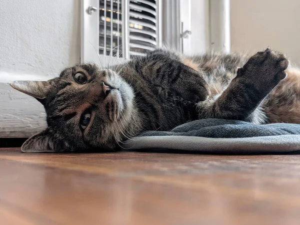 Düşük açılı, geniş açılı, gri bir paspasın üzerinde sırt üstü yatan yerli bir tekir kedinin görüntüsü. Kedi bir evin zemin katındaki ısıtma bacasının önünde, rahat ve oyuncu bir ifadeyle kameraya bakıyor..