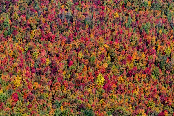 vista aérea de un bosque de América del norte en otoño render 3d — Foto