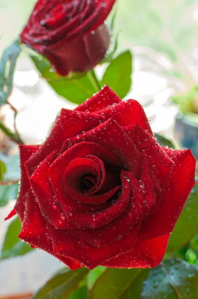 Drops Water Dew Roses Beautiful Burgundy Flowers Window — Stock Photo, Image