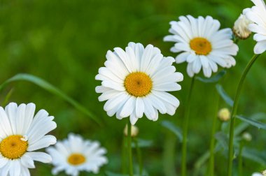 Şehir parkında büyüyen güzel papatya çiçekleri..