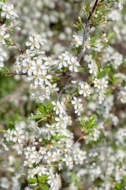 Beyaz çiçeklerle açan güzel bahar çalısı.