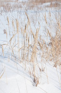 Kış kar tarlası arka planı.