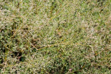 Yaz bitkisi arka planı.