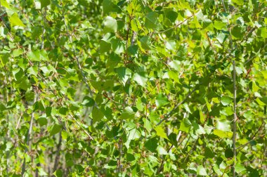 Genç yapraklar arka plan dalları.