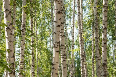 Beton duvar perspektifi arka plan. Makro çekim..