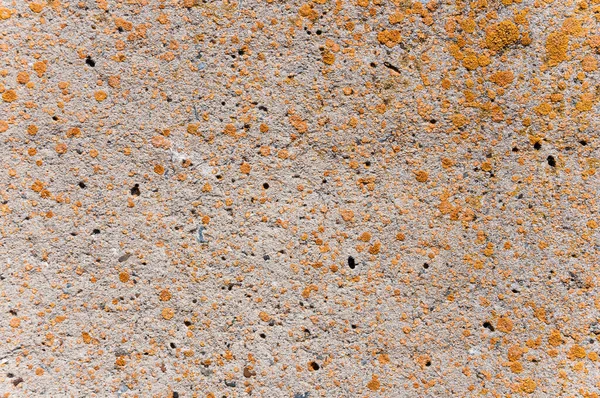 Texture Surface Mur Béton — Photo