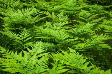 Ormanda eğreltiotu..