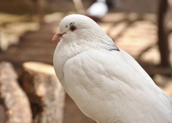 Beyaz Güvercin Yakın Çekim — Stok fotoğraf