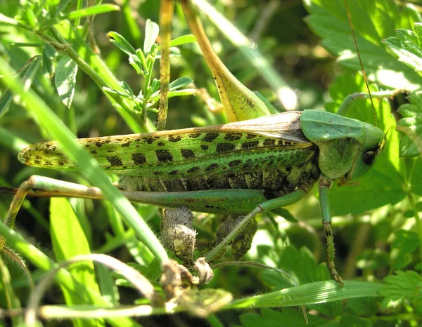 Green Grasshopper Siitting Grass — Stock Photo, Image