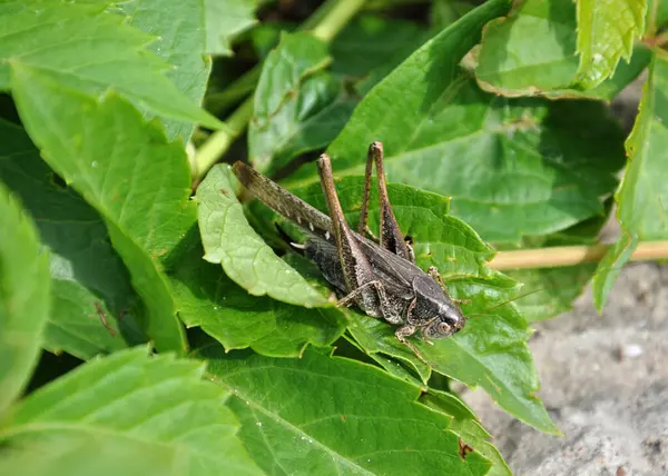 Gris Saltamontes Sentado Hoja — Foto de Stock