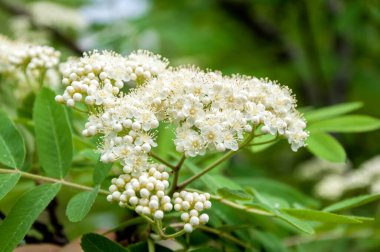 Kuş kirazlı bahar çiçeği arka planı.