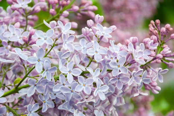 Lilac Keř Květ Pozadí — Stock fotografie