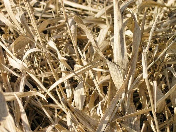 Withered Grass Field Background — Stock Photo, Image