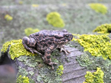Yosun ve yosun üzerinde oturan kurbağa..