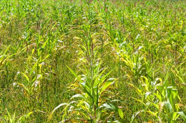 Genç mısır tarlası. Mısır tarlası..
